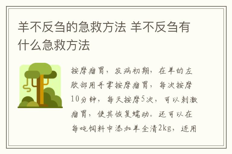 羊不反刍的急救方法 羊不反刍有什么急救方法-九图集