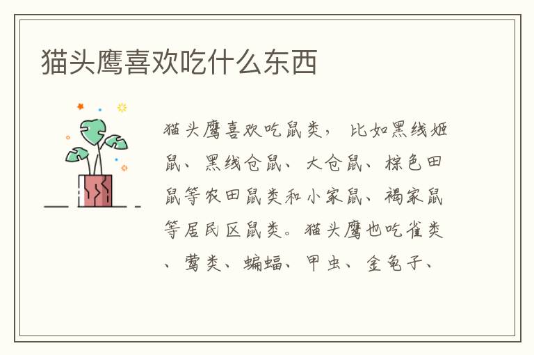 猫头鹰喜欢吃什么东西