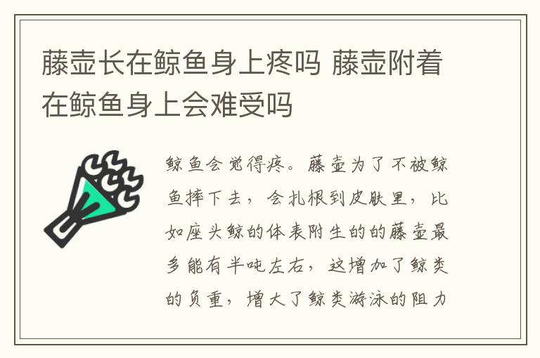 藤壶长在鲸鱼身上疼吗 藤壶附着在鲸鱼身上会难受吗
