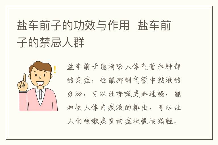 盐车前子的功效与作用  盐车前子的禁忌人群