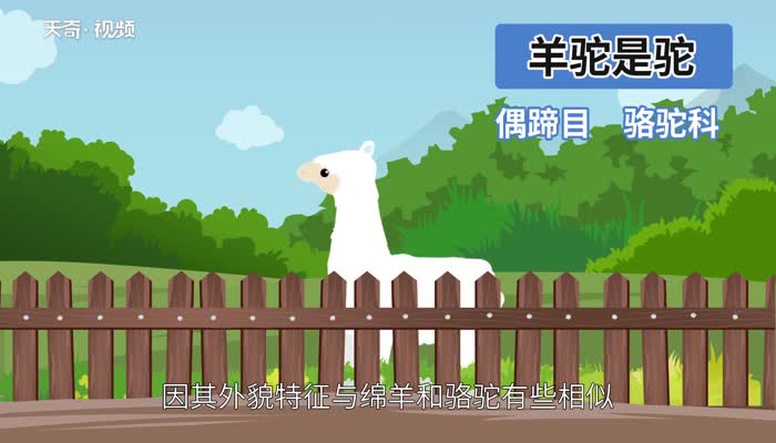 羊驼是羊还是驼 小羊驼是一种羊吗
