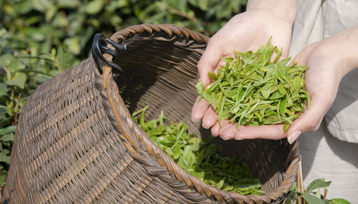 苍南特产 苍南特产有哪些