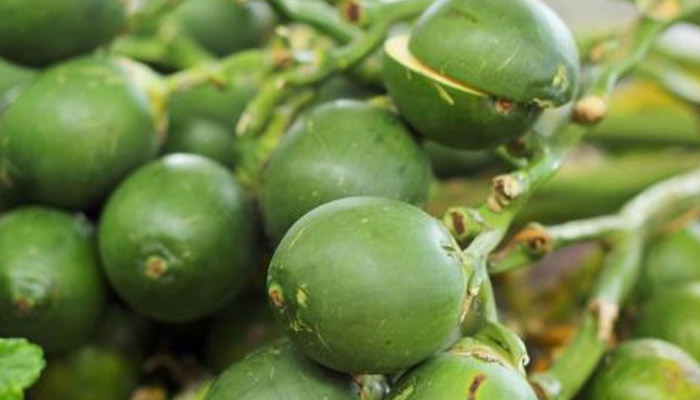 槟榔是什么东西 槟榔是什么 槟榔是什么东西 槟榔是什么