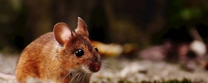 驱老鼠的办法（如何有效驱老鼠）-九图集