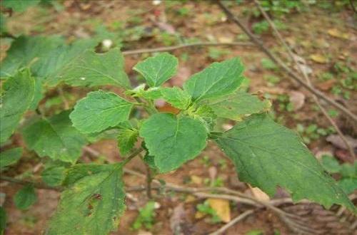化湿的中药有哪些 祛湿的中成药有哪些-九图集
