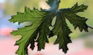 香叶的营养价值(香叶的营养价值及功效)