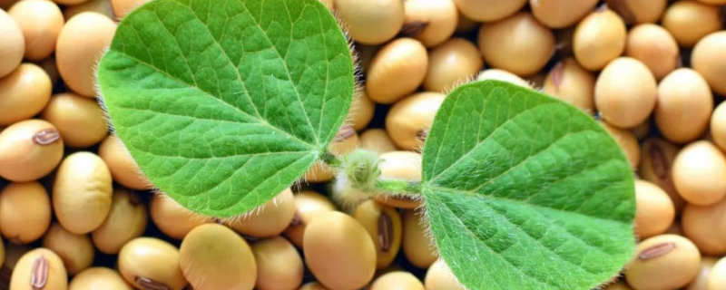 大豆古称什么 我国大豆古称什么-九图集