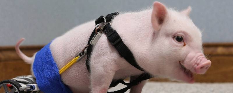 猪连体是啥（猪连体是啥器官）-九图集