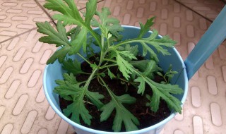 茼蒿是发物吗（蔬菜茼蒿是发物吗）