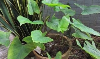 千年健的功效与作用(千年健的功效与作用及毒副作用)