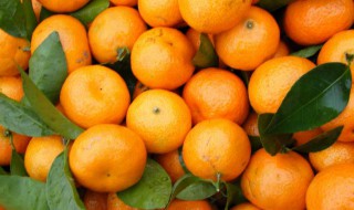 砂糖橘子是热性还是凉性(砂糖橘凉性还是温性)