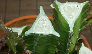 龙骨的汁液有毒吗 龙骨汁有毒会发生怎样的后果