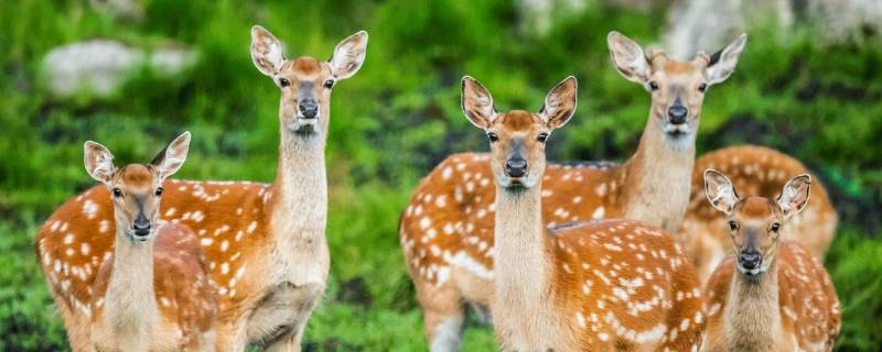 梅花鹿的脚印像什么 梅花鹿的脚印像什么呢-九图集