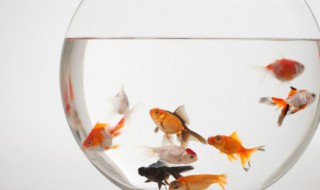 热带鱼的基本养殖技巧 热带鱼养殖技术(热带鱼养殖方法-九图集