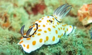 小海兔怎么清洗 小海兔怎么清洗视频