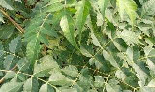 苦楝皮的营养价值 苦楝皮的功效与作用及食用方法