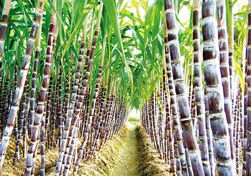 嘴唇干裂吃什么水果好（嘴唇干裂吃什么水果好的快）-九图集