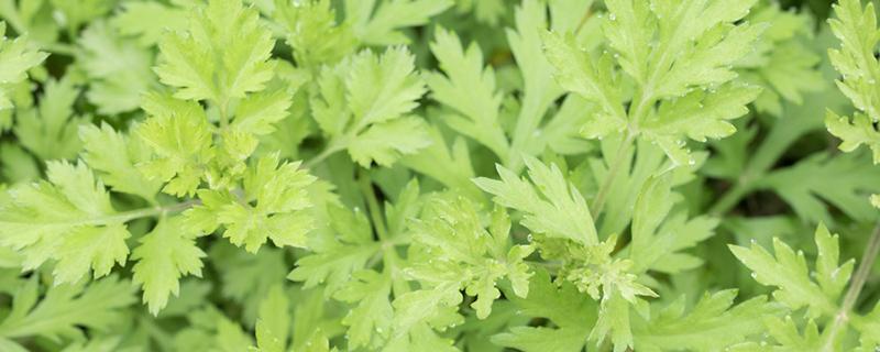 艾叶泡脚能去湿气吗 艾叶泡脚能去湿气吗早上起床手抽筋是怎么回事