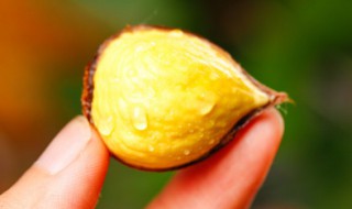 板栗的内皮可以吃吗（板栗的内皮可以吃吗?）