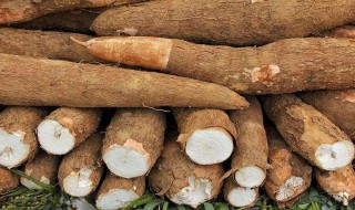 木薯和什么相克(木薯相克食物图片)