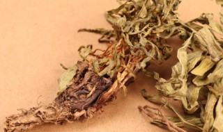 甘松的营养价值(甘松的功效与作用及药用价值)