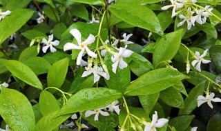 络石藤的营养价值(络石藤的功效与作用)-九图集