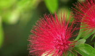 合欢花的营养价值(合欢花的功效与作用吃法大全)