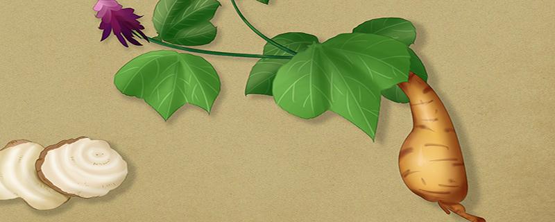 葛根茶和葛根粉哪个效果好（葛根茶和葛根粉哪个效果好些）-九图集