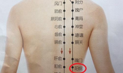 阳纲的准确位置图 阳纲的准确位置图和作用-九图集