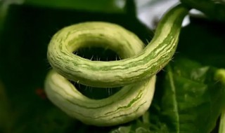 蛇瓜的营养价值 蛇瓜的营养价值和做法-九图集