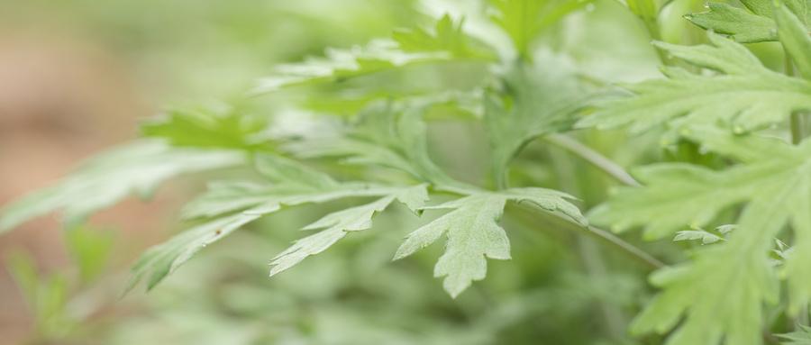 艾叶洗头的好处(艾叶洗头发有什么好处)