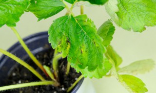 百香果的籽怎么种出盆栽 百香果的籽怎么种植方法-九图集