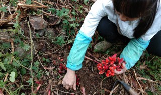 阳荷的营养价值 阳荷的营养成分-九图集