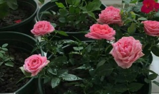 盆栽月季如何养护 怎样养护月季-九图集