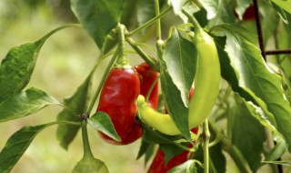 辣椒叶的营养价值(辣椒叶有什么营养)