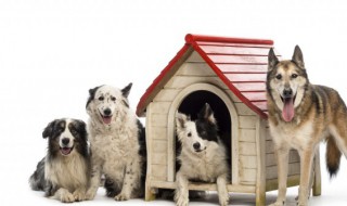 狗生产一般持续多长时间(狗生产持续多久)-九图集