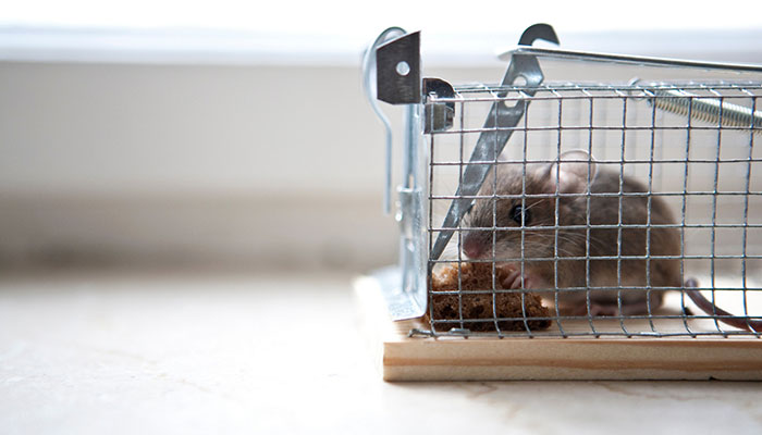 耗子尾汁是什么东西 耗子尾汁什么意思