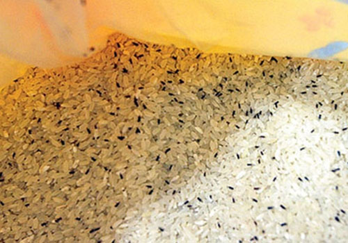 大米生虫子怎么办能吃吗(大米生虫子了能不能吃)-九图集