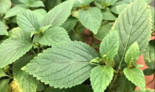 溪黄草的营养价值（溪黄草的好处）