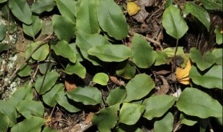 石韦的营养价值（石韦的药用价值）-九图集