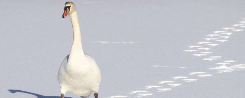 白鹅的脚印像什么形状 白鹅灰鹅的脚印像什么-九图集