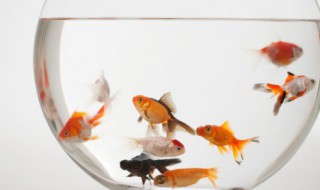 如何清洗大型生态鱼缸（超大鱼缸清洗方法）