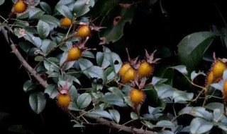 金樱子的营养价值 金樱子的营养价值大不大?用金樱子泡酒都有哪些好处?