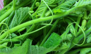 南瓜叶的营养价值 南瓜叶的营养价值和功效