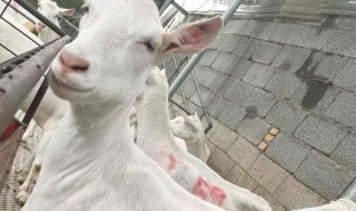 山羊奶的功效与作用（新鲜山羊奶的功效与作用）-九图集