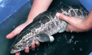 黑鱼对伤口愈合有好处吗 黑鱼对愈合伤口有用吗