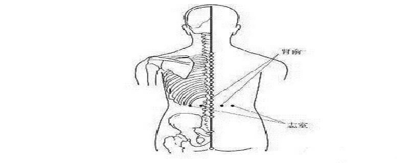 志室的功效与作用 志室的准确位置图作用功效-九图集
