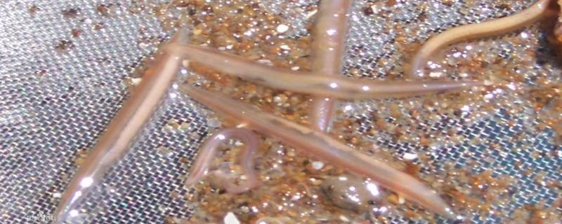 文昌鱼属于什么门(文昌鱼属于什么门什么亚门)-九图集