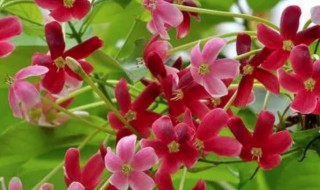 使君子的营养价值 使君子的药用价值