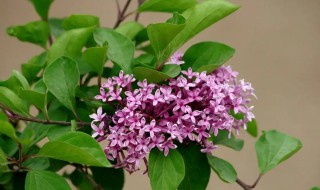 盆栽丁香花的养殖方法 丁香花的种植养护方法